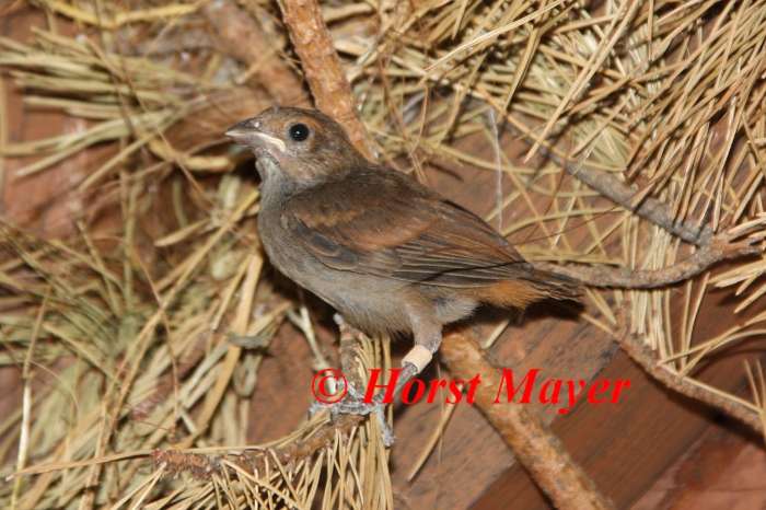 5, 1 rotkehl-gimpeltangaren - loxigilla noctis