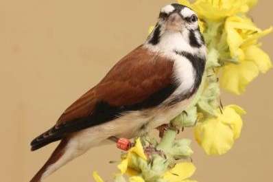 1,0 damara-alariogirlitz (serinus alario leucolaemus)