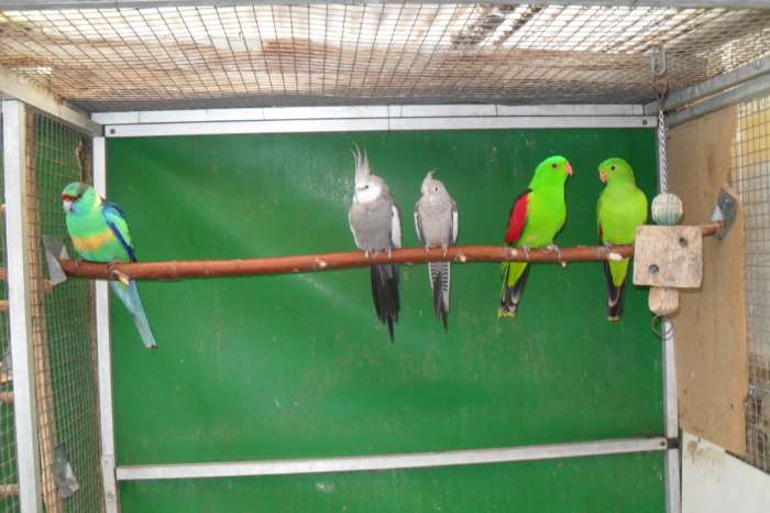 nu thuis div parkieten