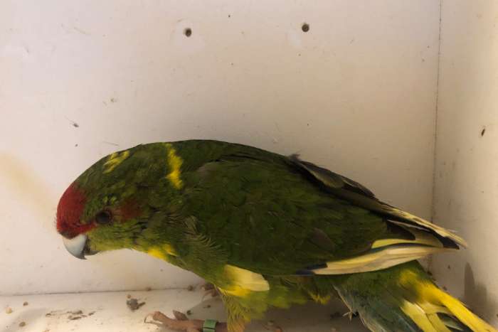 kakariki groen wildkleur pop 2025