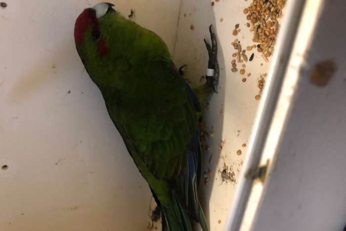 kakariki poppen wildkleur groen en cinnamon groen
