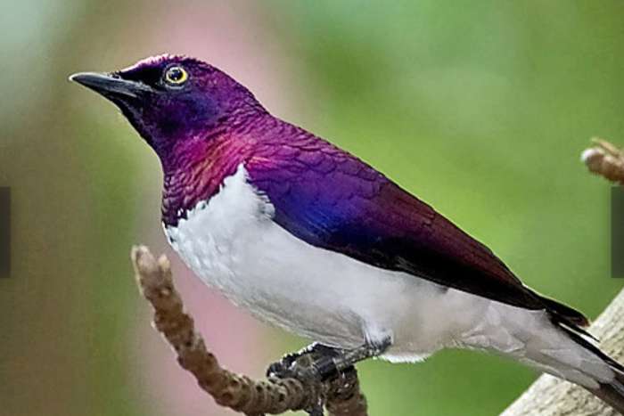 cinnyricinclus leucogaster