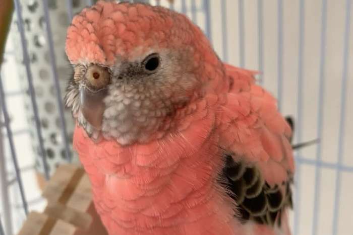 neopsephotus bourkii