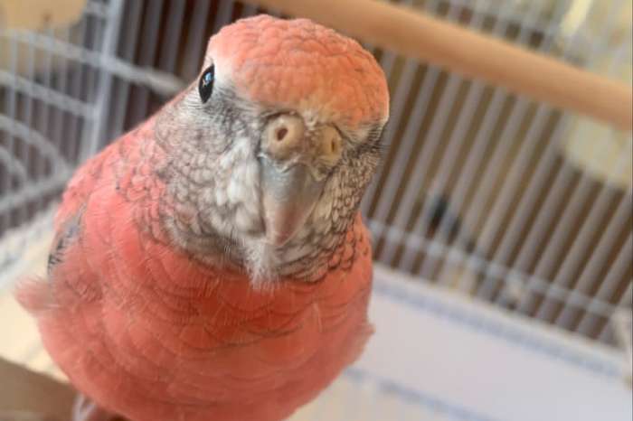 neopsephotus bourkii