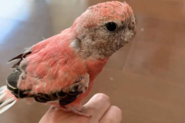 neopsephotus bourkii