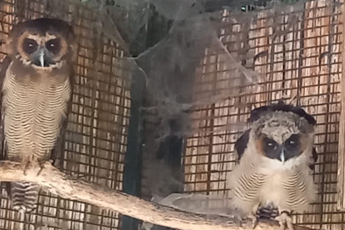 1-0 maleisische bosuit fok tarsel