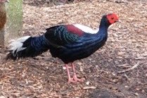 1-1 swinhoe fazant van 2025 onverwant