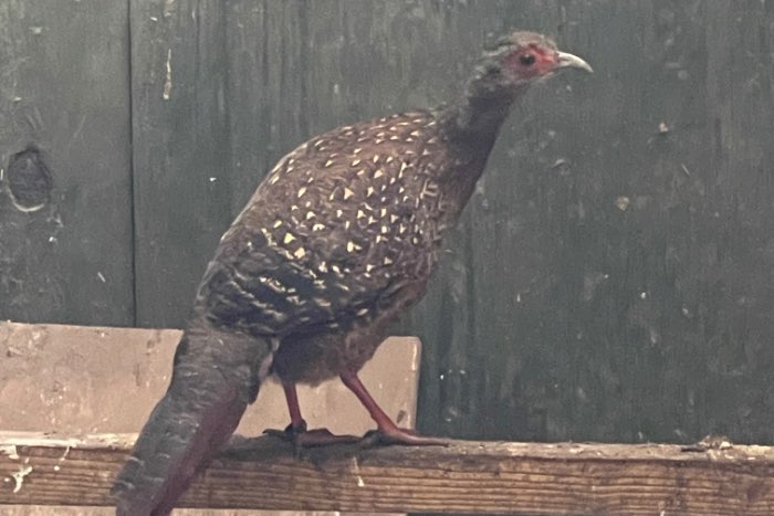 1-1 swinhoe fazant van 2025 onverwant