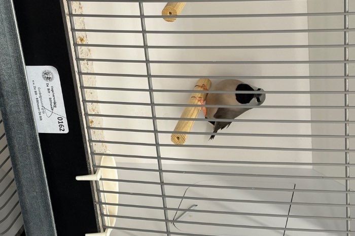 gordels grijs x split