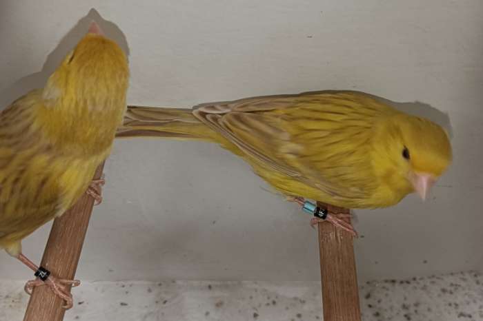 isabel geel mannen (geen poppen meer)