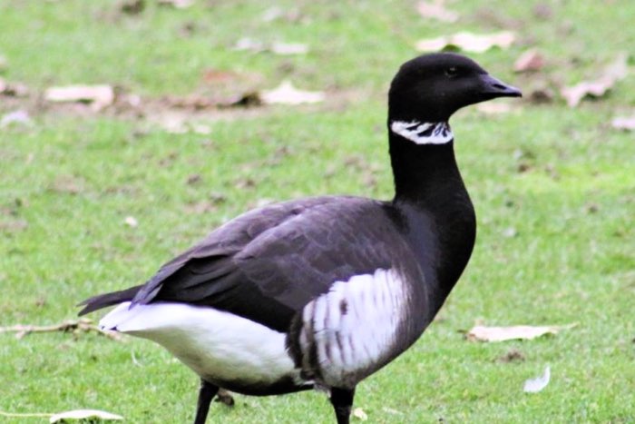 branta bernicla