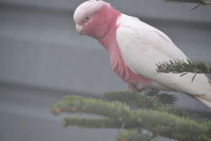 rose kaketoe's split-lutino x lutino.