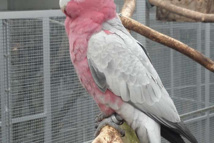 rose kaketoe's split-lutino x lutino.