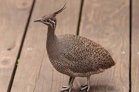 kuiftinamoe geringd 2024