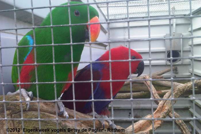n.g. edelpapegaaien aangeboden.