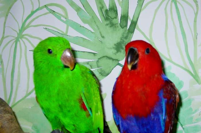 n.g. edelpapegaaien aangeboden.