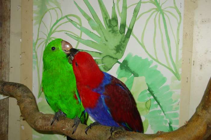 n.g. edelpapegaaien aangeboden.