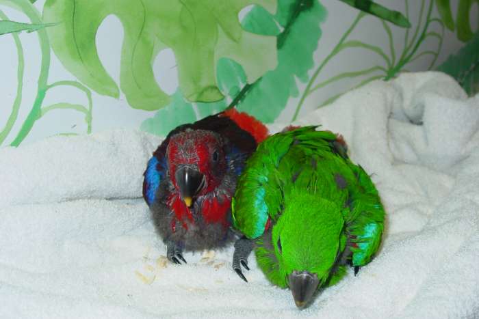 n.g. edelpapegaaien aangeboden.