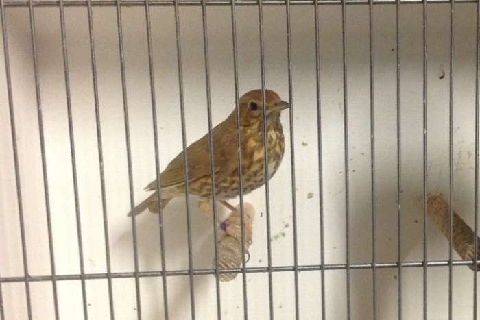 zanglijsters isabel , zanglijster wildkleur , grijskaplijster