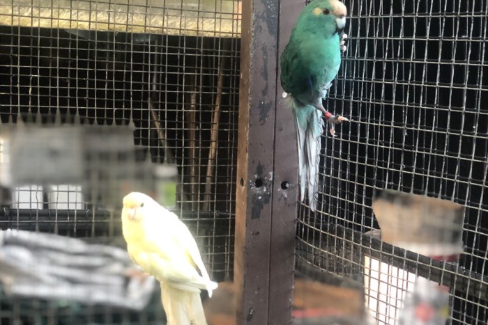 kweekkoppel kakarikies 2024