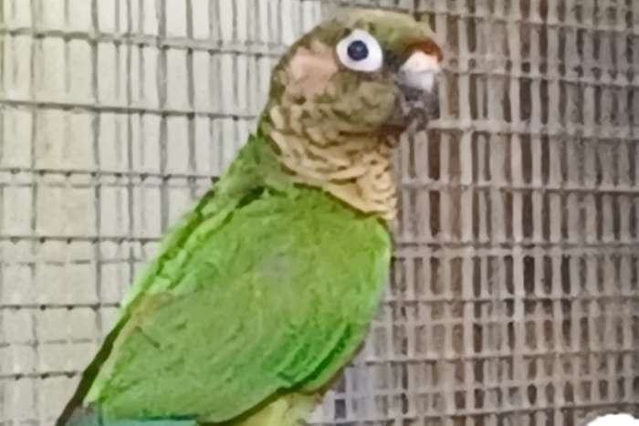 pyrrhura frontalis (bruinoortje) split fallow