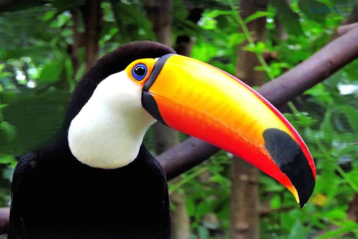 toucan toco
