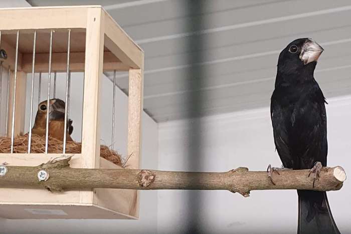 oryzoborus crassirostris maximiliani (twa twa)