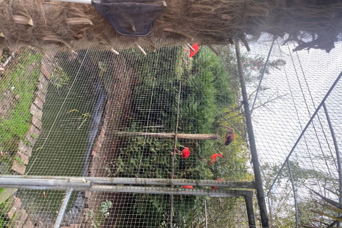 driekleuren glansspreeuw