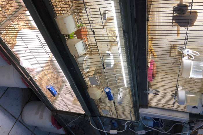 6x kweek/broed kooien merk muvo