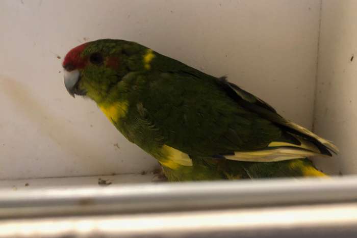 kakariki groen wildkleur pop 2025