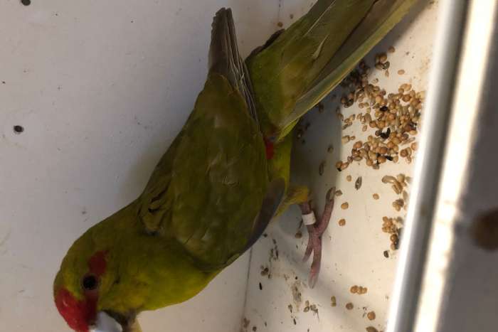kakariki poppen wildkleur groen en cinnamon groen