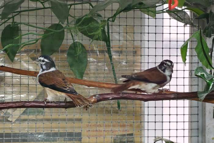 alario damara (alario leucolaemus)