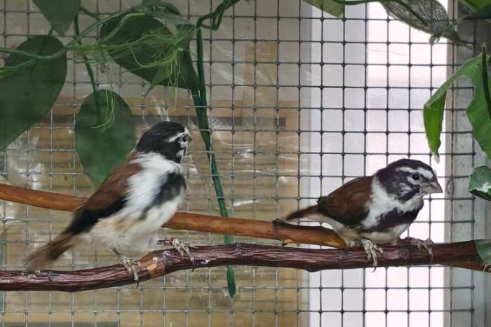 alario damara (alario leucolaemus)