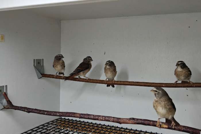 alario damara (alario leucolaemus)