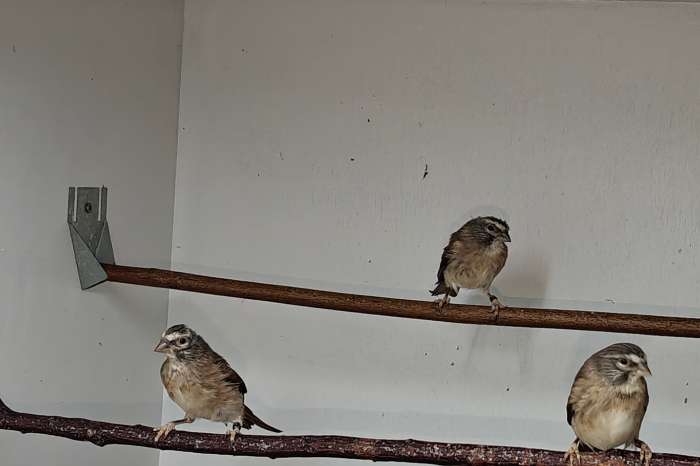 alario damara (alario leucolaemus)