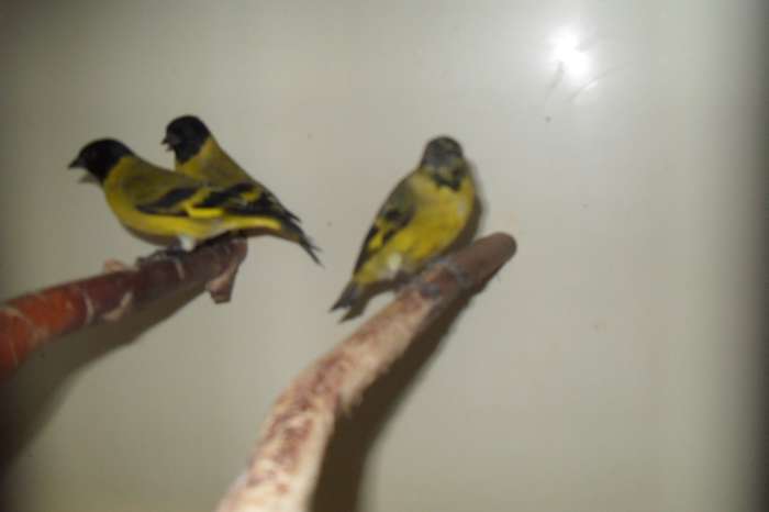 geef eens een vogeltje voor de kerst vele tropische vogeltjes