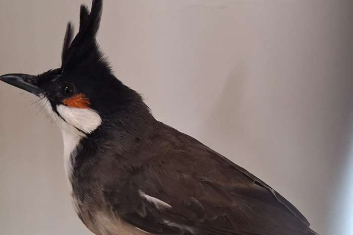 2-1 roodoor buulbuuls geringd en onverwant zitten buiten volière