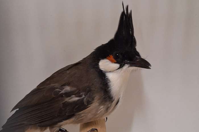 2-1 roodoor buulbuuls geringd en onverwant zitten buiten volière