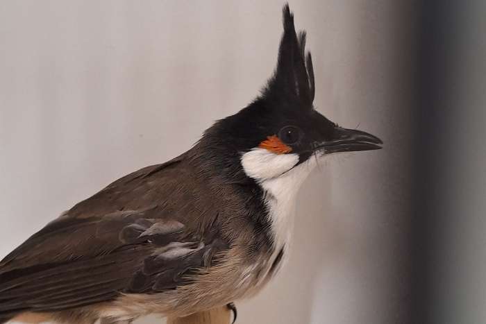 2-1 roodoor buulbuuls geringd en onverwant zitten buiten volière