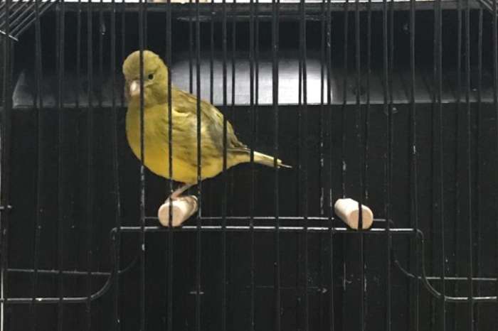 fife fancy koppels (ook losse poppen)