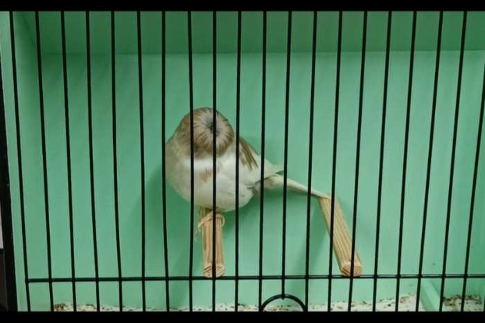 gloster corona mannen