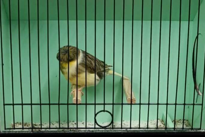 gloster corona mannen