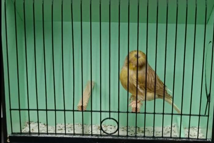 gloster corona mannen