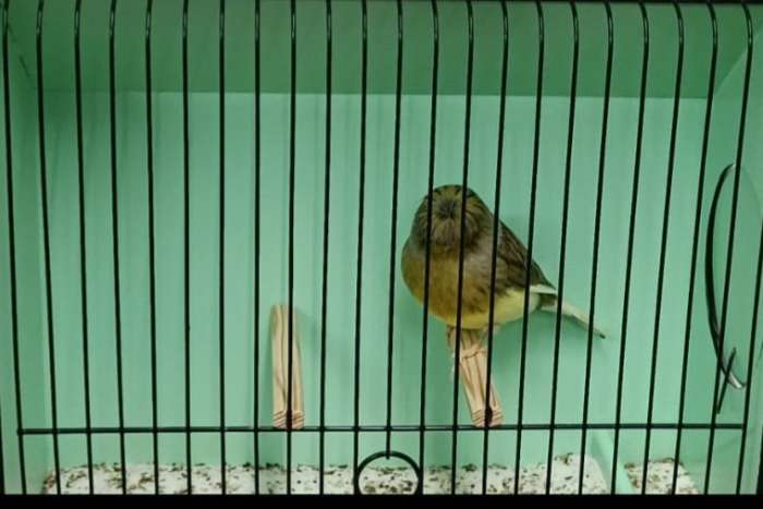 gloster corona mannen