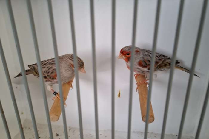 agaat kobalt rood mozaiek