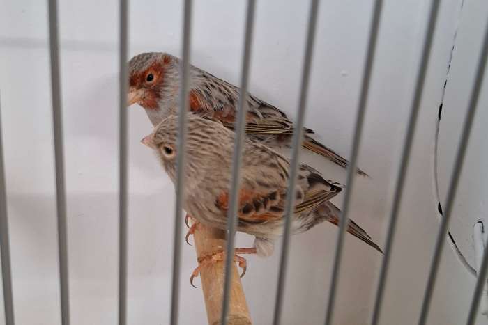 agaat kobalt rood mozaiek