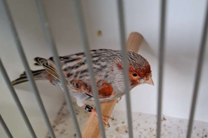 agaat kobalt rood mozaiek