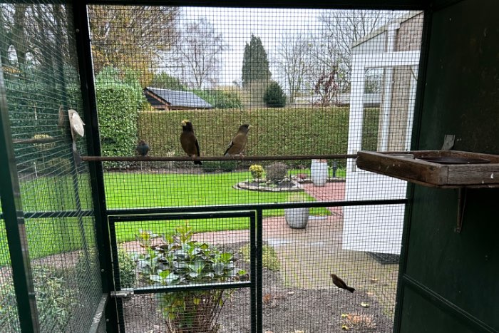 te koop koppel avondkernbijters