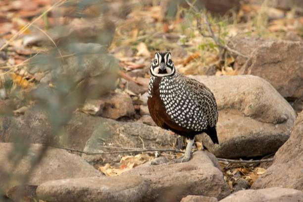 3-0 montezuma kwartel