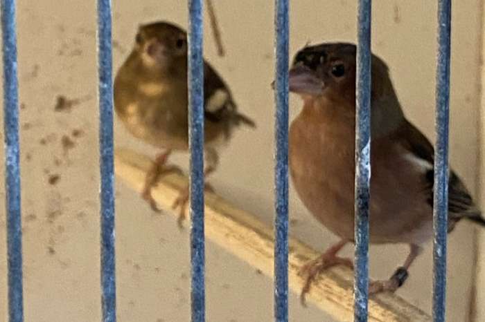 1 -1 europese vinken